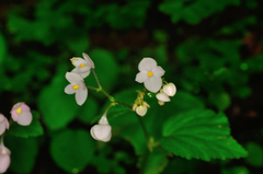 Begonia crenata
