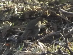 Cisticola fulvicapilla fulvicapilla