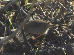 Cisticola fulvicapilla fulvicapilla