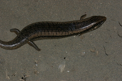 Chalcides ocellatus tiligugu