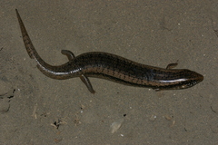 Chalcides ocellatus tiligugu