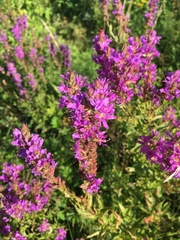 Lythrum salicaria