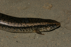 Chalcides ocellatus tiligugu