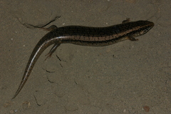Chalcides ocellatus tiligugu
