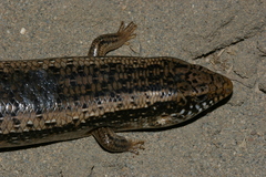 Chalcides ocellatus tiligugu