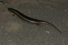 Chalcides ocellatus tiligugu