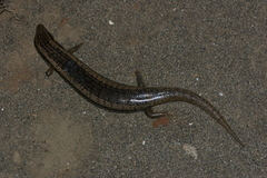 Chalcides ocellatus tiligugu