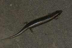 Chalcides ocellatus tiligugu