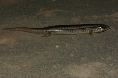 Chalcides ocellatus tiligugu