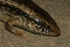 Chalcides ocellatus tiligugu