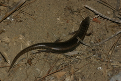 Chalcides ocellatus tiligugu