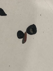 Tegeticula yuccasella