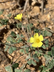 Oxalis pes-caprae sericea