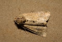 Mesoligia furuncula