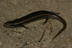 Chalcides ocellatus tiligugu