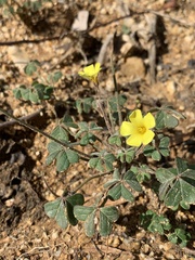 Oxalis pes-caprae sericea