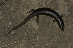 Chalcides ocellatus tiligugu