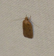 Agonopterix heracliana