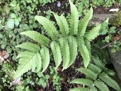 Dryopteris scottii