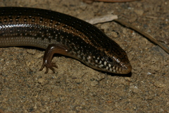 Chalcides ocellatus tiligugu