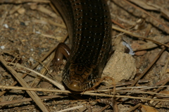 Chalcides ocellatus tiligugu