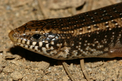 Chalcides ocellatus tiligugu