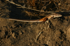 Psammodromus algirus