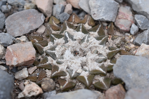 Ariocarpus kotschoubeyanus