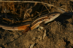 Psammodromus algirus