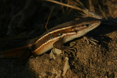 Psammodromus algirus