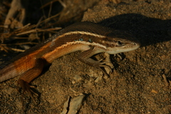 Psammodromus algirus