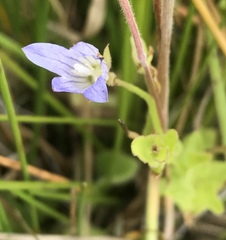 Campanula californica