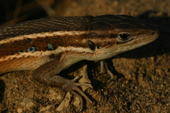 Psammodromus algirus