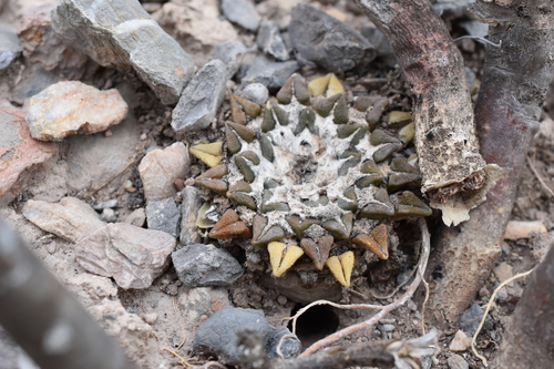 Ariocarpus kotschoubeyanus