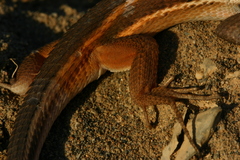 Psammodromus algirus