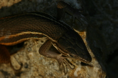 Psammodromus algirus