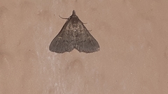 Herminiinae