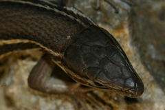 Psammodromus algirus