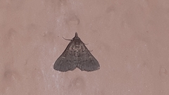 Herminiinae