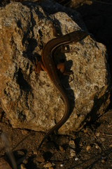 Psammodromus algirus