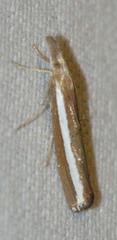 Agriphila latistria