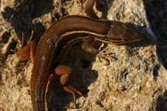 Psammodromus algirus