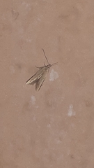 Lepidoptera