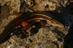 Psammodromus algirus