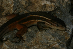 Psammodromus algirus