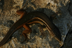 Psammodromus algirus