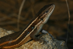 Psammodromus algirus