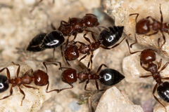 Crematogaster schmidti