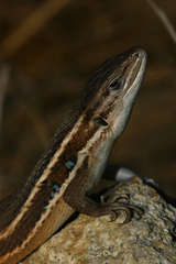 Psammodromus algirus