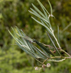 Andromeda polifolia glaucophylla